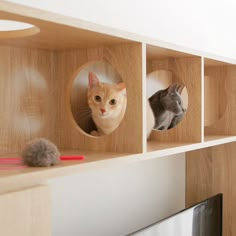 three cats are sitting in wooden shelves on the wall