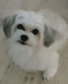 a small white and gray dog laying on top of a cement floor next to a wall