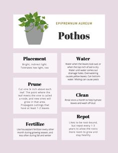 an info sheet with the words pothos and other things to describe in each section