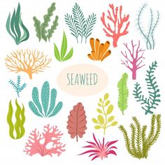 seaweed and corals on white background with place for your text stock photo royalty