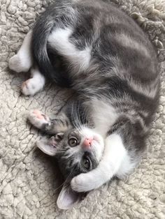 a gray and white cat laying on top of a blanket