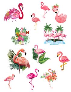 the flamingos are all different sizes and colors