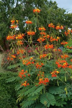 an orange flowered plant with green leaves in the foreground and trees in the background