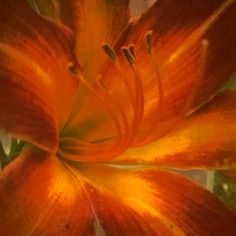 an orange flower with green leaves in the background