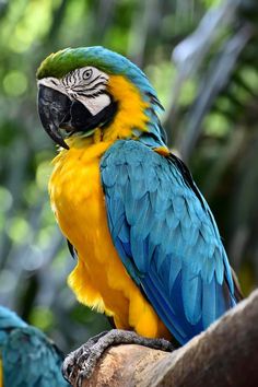 a blue and yellow parrot sitting on top of a tree branch