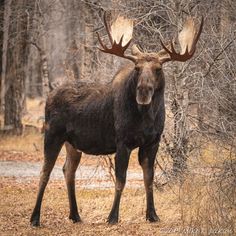 a large moose standing in the middle of a forest