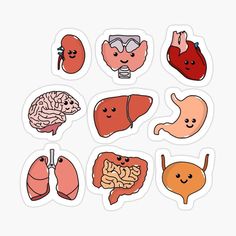 six different types of human organs sticker