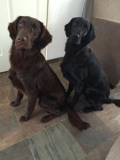 two black dogs sitting on the floor next to each other in front of a door