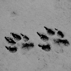 an animal's paw prints are shown in the snow, and it looks like they have