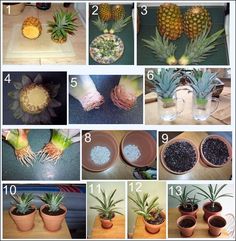 pineapples and succulents are arranged in different pots