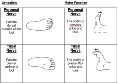 four different types of foot reflexs with the names and their corresponding parts on them