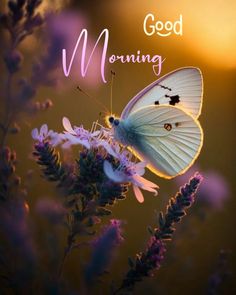 a white butterfly sitting on top of a purple flower next to the words good morning