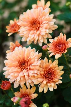 several orange flowers with green leaves in the foreground and one pink flower on the right