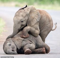 two elephants are playing with each other on the road