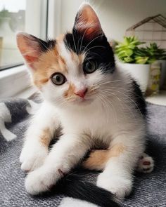 a cat sitting on top of a rug next to a window sill and potted plant