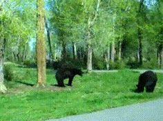 two black bears walking in the grass next to trees and a road with cars on it