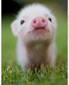 a small white animal standing on top of a lush green grass covered field with it's tongue sticking out