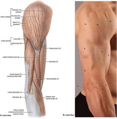 the upper half of a man's arm and lower half of his arm showing muscles