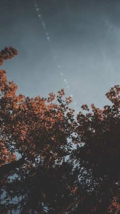 an airplane is flying in the sky above trees with leaves and branches on it's sides