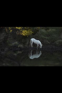 a white horse is standing in the water near some trees and bushes, with its reflection on the water