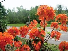 some orange flowers by the side of the road