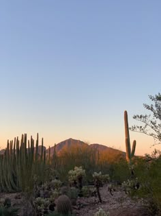 the desert is full of cacti and cactus plants