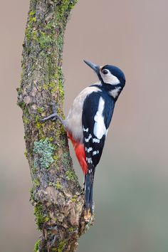 a bird perched on the side of a tree