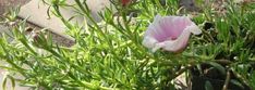 some pink flowers are growing in the grass