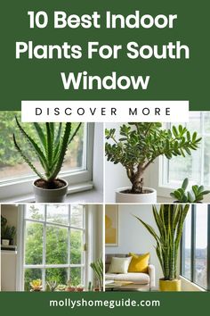 the top 10 best indoor plants for south window