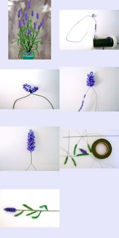 several images of different flowers in various stages of blooming, including purple and green