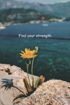 a yellow flower sitting on top of a rock next to the ocean with a quote that reads find your strength