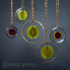 three necklaces with plants in them hanging from chains on a gray background and the words strange species written below