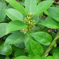 Nature's Secret for Healthy Blood Sugar. Gymnema Sylvestre Benefits, Gymnema Sylvestre, African Mango, Ear Health