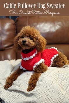 a brown dog wearing a red and white sweater sitting on top of a couch with the words cable pullover dog sweater free crochet pattern