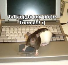 a rat is sitting on top of a laptop keyboard that says, talking to my computer friends?