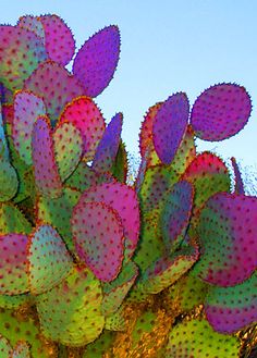 colorful cactus plant with purple and green leaves