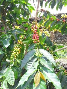 the fruit is growing on the tree outside