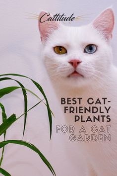 a white cat sitting next to a plant with the caption best cat friendly plants for a cat garden