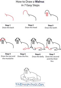 how to draw a walrus in 7 easy steps step by step instructions for kids