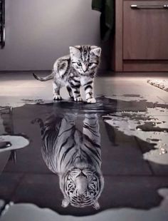 a small kitten standing on top of a wet floor next to a water puddle with its reflection in it