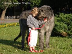 IW love Gentle Giant, Animals Beautiful, Poppies, Cute Animals, Puppies, Dogs, Animals