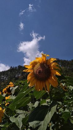 the sunflowers are blooming in the field with blue skies and white clouds