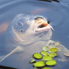 a close up of a fish in the water with lily pads on the bottom and one eye open