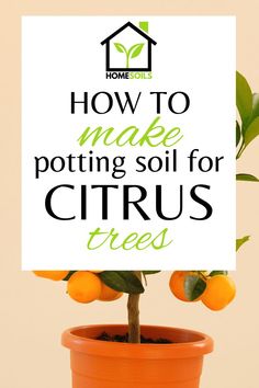 an orange tree in a pot with the words how to make potting soil for citrus trees