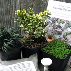 some plants are sitting in pots on the ground next to a sign that says miniature garden