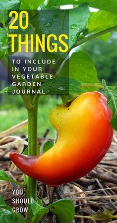 an orange and yellow pepper growing on top of a plant with the words 20 things to include in your vegetable garden journal