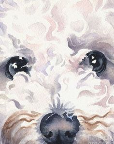 a watercolor painting of a dog's face with black eyes and white fur