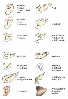 the different parts of an animal's ear