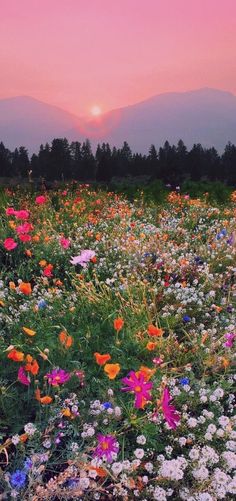 a field full of wildflowers with the sun setting in the distance behind them