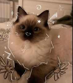 a siamese cat is sitting on top of a bed and looking at the camera